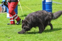 La formation des chiens de recherche de personnes