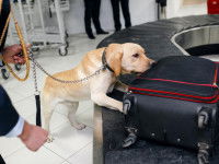 Le travail d'un chien policier renifleur d'explosifs