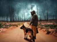 Les chiens de recherche d’accélérants (incendies)