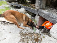 Le travail d'un chien de recherche de personnes