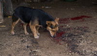 Le travail d'un chien d'investigations criminelles