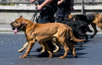 Les chiens de recherche d’autres produits illicites et de contrebande