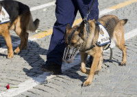 La sélection des chiens d’investigations criminelles