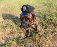 Les limites des chiens policiers renifleurs