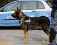 L’efficacité des chiens policiers renifleurs