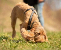 Quelques exemples de sélection de chiens de recherche de personnes