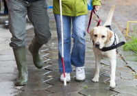 Les qualités des chiens guides d’aveugles