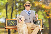 Les limites du chien guide d’aveugle