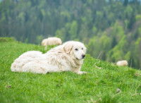 L'histoire du chien de troupeau