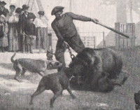 Les origines des combats de chiens