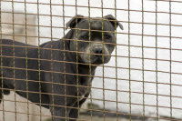 Les combats de chiens clandestins