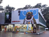 Les pays qui autorisent les combats de chiens