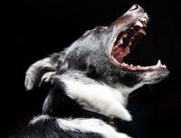 Les races utilisées dans les combats de chien