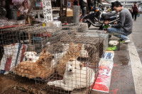 Des chiens tenus en cage dans une rue chinoise