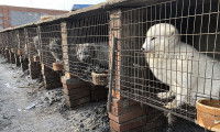 Des chiens viverrins enfermés dans des cages en Chine pour leur fourrure