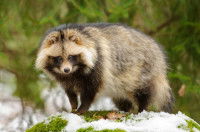 Une photo d'un chien viverrin, également appelé tanuki