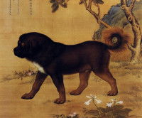 Une peinture chinoise d'un Mastiff Tibétain, réalisée par Giuseppe Castiglione pendant la dynastie Qing