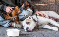 Un homme sans-abri et ses deux chiens dans la rue