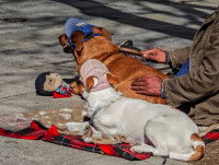 Un homme sans-abri assis par terre en train de brosser un de ses deux chiens