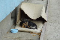 Un chien allongé dans des cartons dans la rue