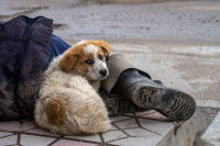 Un chiot sale allongé dans la rue à côté d'un sans-abri