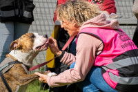 Une bénévole de l'association « Gamelles pleines » donnant de la nourriture à un chien de sans-abri