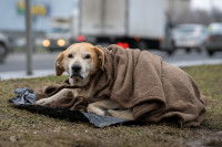 Un chien enroulé dans une couverture et allongé près d'une route