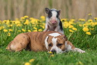 Un chien et un cochon dans un jardin