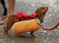 Un chien portant un costume de hot-dog