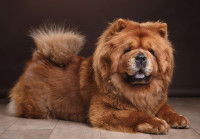 Un Chow Chow allongé