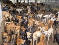 Un grand nombre de chiens dans un refuge en Thaïlande