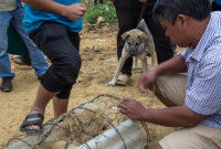 Un chien regardant un marchand mettre un autre chien en cage