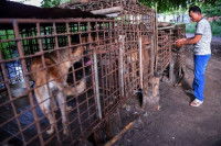 Un homme mettant des chiens en cage au Cambodge