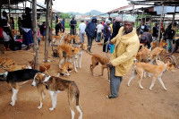 Un marché de chiens à viande au Nigéria