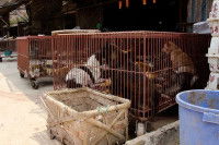 Des chiens en cage dans un marché en Chine