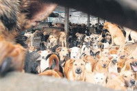 Des dizaines de chiens dans un marché