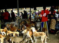 Des chiens attachés en laisse dans un marché en Afrique