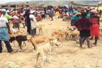 Des chiens attachés en laisse dans un marché au Nigéria