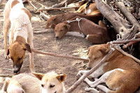 Des chiens attachés à des branches d'arbres en Afrique