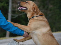 Éthique et déontologie de la médiation animale