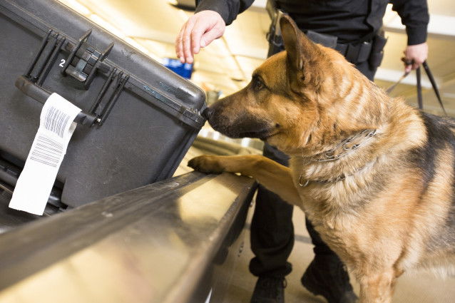 Un Berger Allemand renifle les bagages dans un aéroport