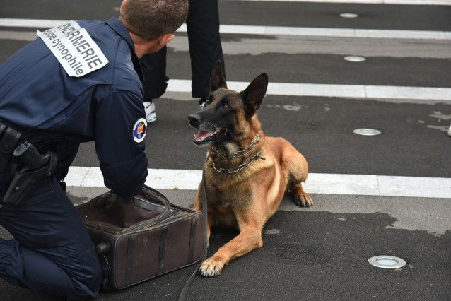 Un Malinois aux côtés de gendarmes
