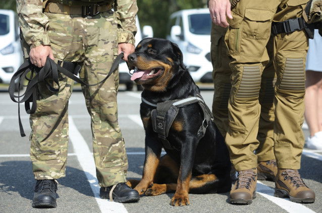 Un Rottweiler assis aux côtés de militaires