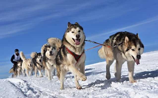 Des Huskies tirent un traîneau sur la neige