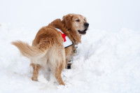 Un chien d'avalanche en action dans la neige