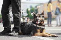 Un chien policier allongé sur le sol à côté de son maître