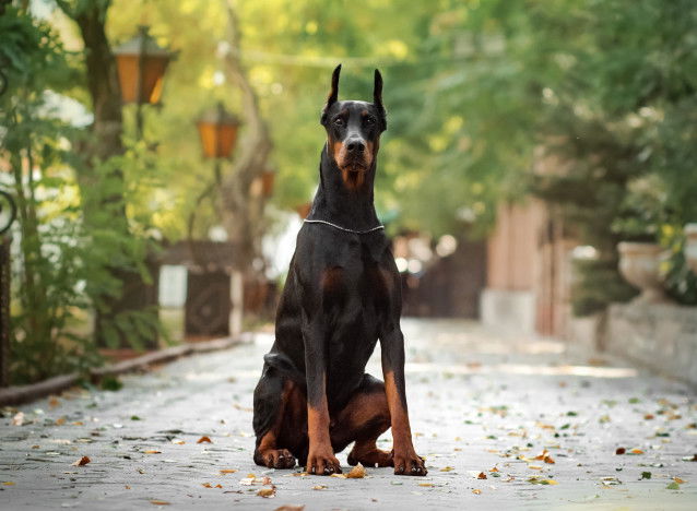 Un Dobermann monte la garde dans un parc en automne