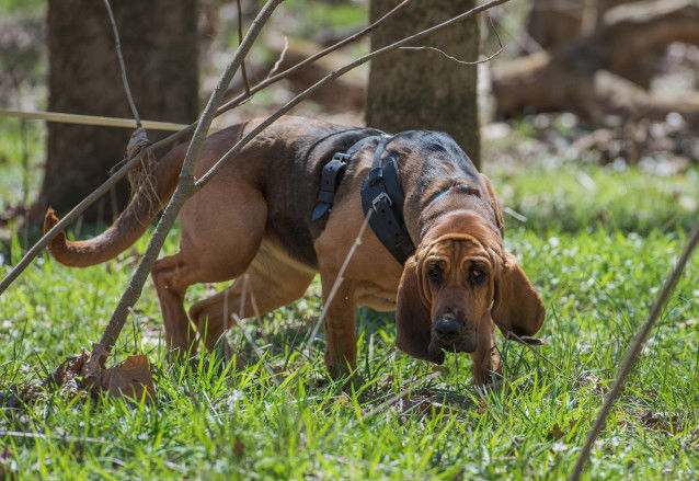 Un Saint-Hubert renifle une piste dans les bois