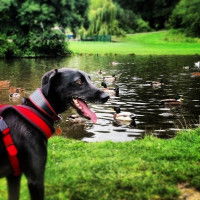 Un chien sauveteur en face d'un lac