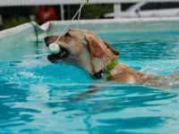 Un chien s'entraine à remorquer